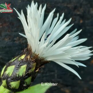 Centaurea montana 'Alba'