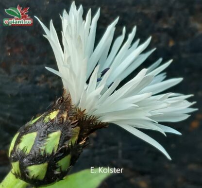 Centaurea montana 'Alba'