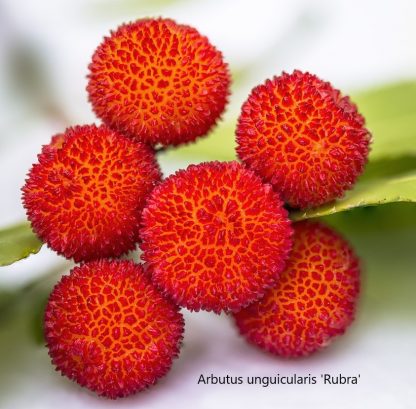 Arbutus unguicularis 'Rubra'