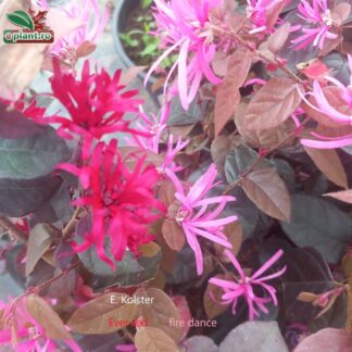 Loropetalum chinensis 'Ever Red'