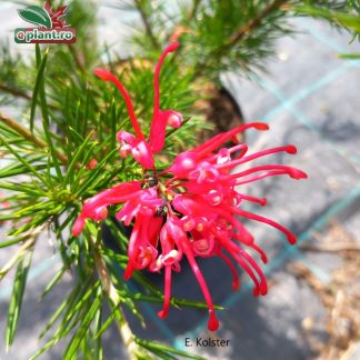 Grevillea juniperina