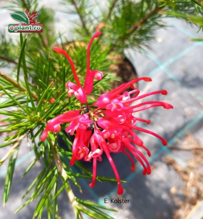 Grevillea juniperina