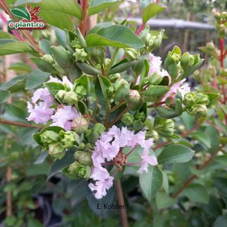 Lagerstroemia indica 'With Love Babe'