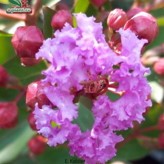 Lagerstroemia indica 'With Love Eternal'