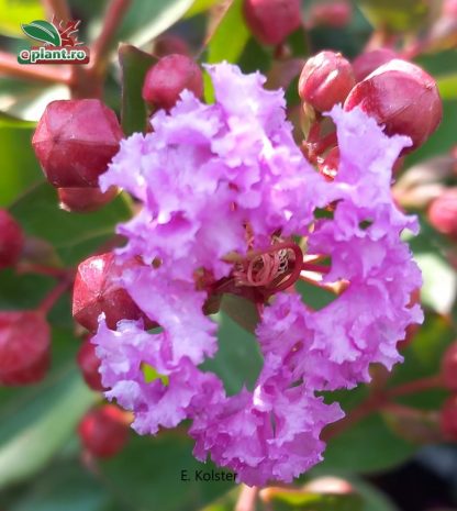 Lagerstroemia indica 'With Love Eternal'