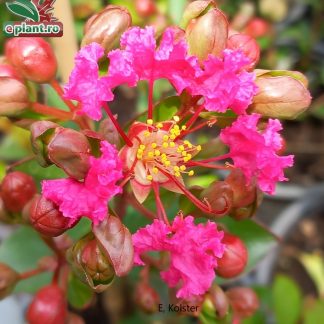 Lagerstroemia indica 'With Love Kiss'