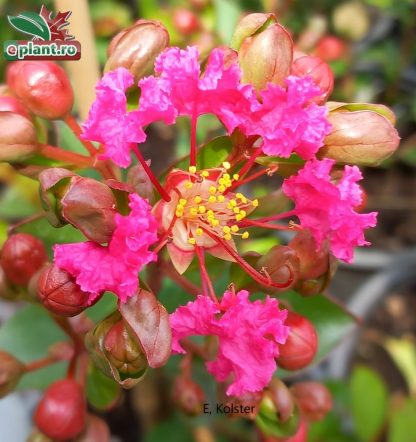 Lagerstroemia indica 'With Love Kiss'