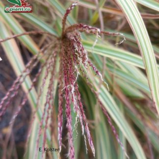 Calamagrostis × acutiflora 'Overdam'