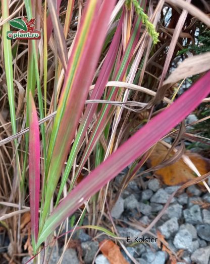 Imperata cylindrica 'Red Baron'