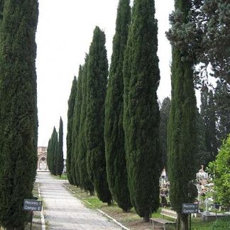 Cupressus sempervirens