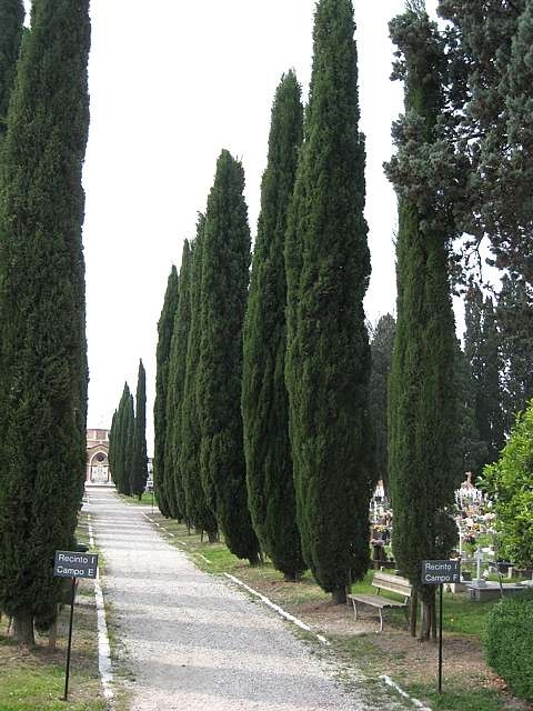 cupressus semp als laan Cupressus sempervirens
