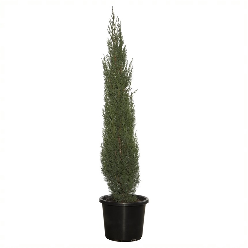 cupressus semp in pot