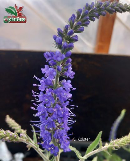 Veronica spicata 'Blue'