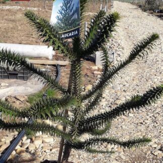 Araucaria araucana