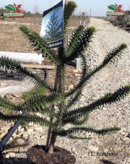 Araucaria araucana