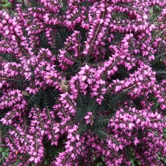 Erica darleyensis 'Kramer's Rote'