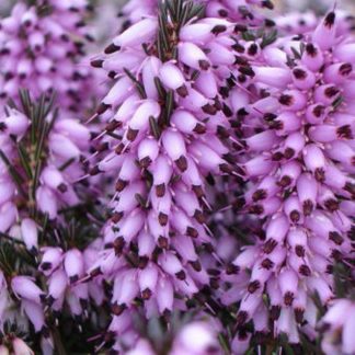 Erica darleyensis 'Ghost Hills'