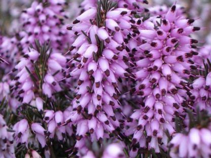 Erica darleyensis 'Ghost Hills'