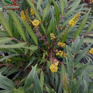 Mahonia eurybracteata 'Sweet Winter'