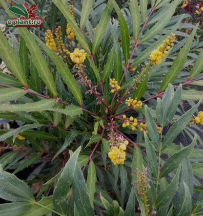 Mahonia eurybracteata 'Sweet Winter'