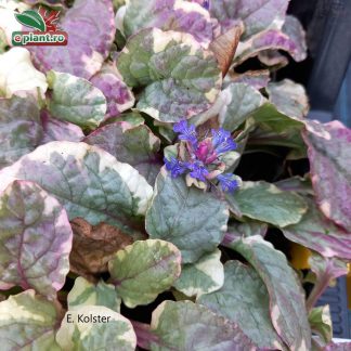 Ajuga reptans 'Variegata'