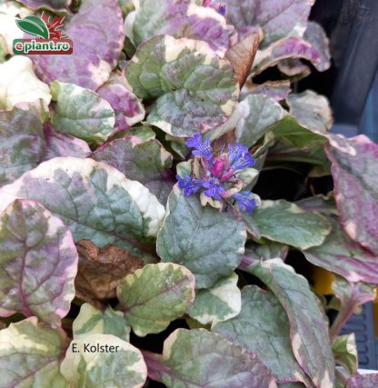 Ajuga reptans 'Variegata'