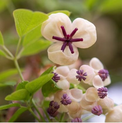 Akebia quinata 'Cream Form'