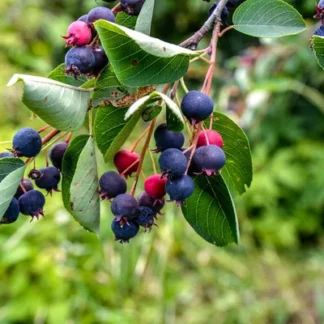 Amelanchier lamarickii