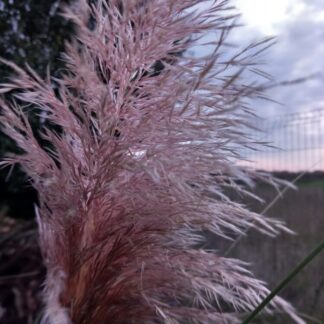 Cortaderia selloana 'Rosea'