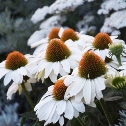 Echinacea purpurea 'Powpow White'