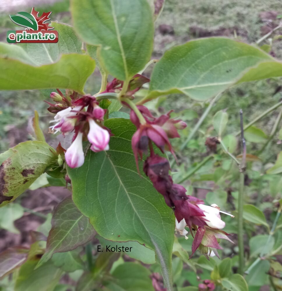 leycesteria formosa 'Purple Rainbow' bloem