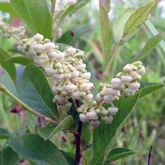 Lyonia ligustrina