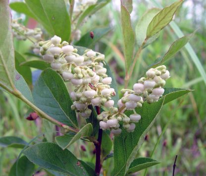 Lyonia ligustrina