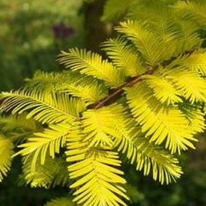 Metasequoia glyptostroboides 'Goldrush'