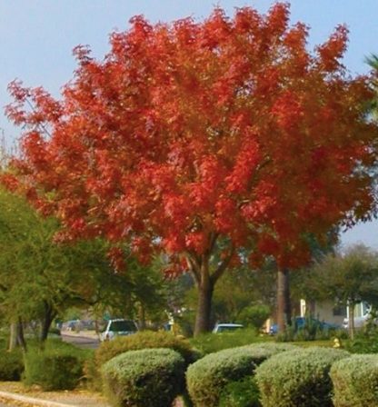 Pistacia chinensis