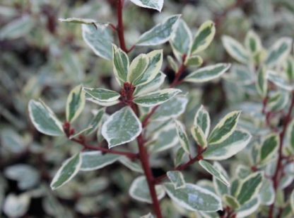 Rhamnus alaternus 'Argenteovariegatus'