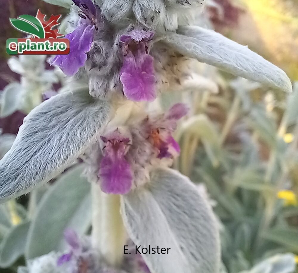 stachys byzantina bloem