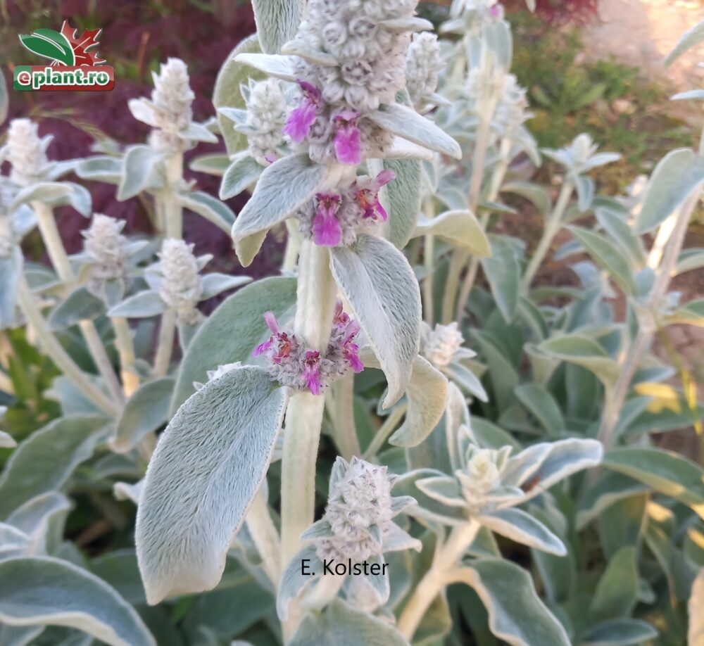 stachys byzantina bloemsteel Stachys byzantina