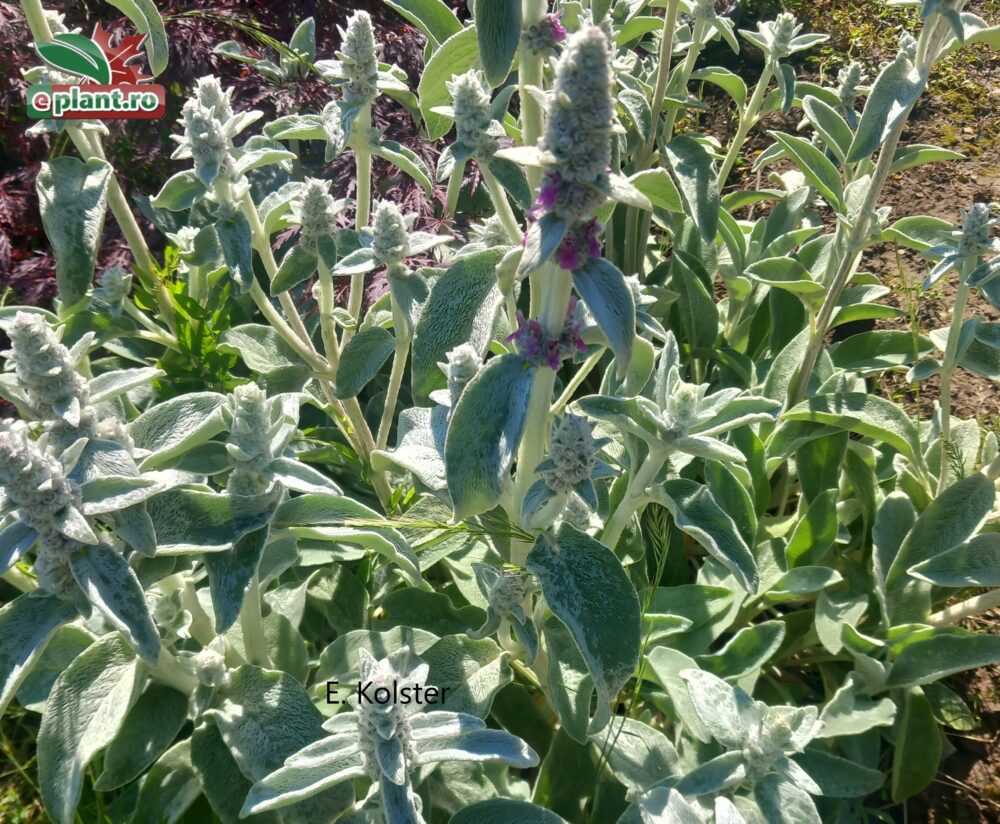 stachys byzantina plant
