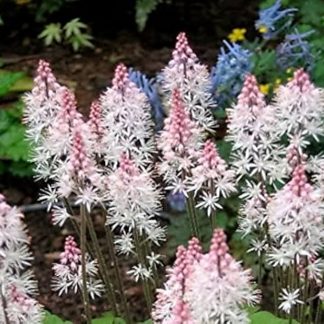 Tiarella wherryi