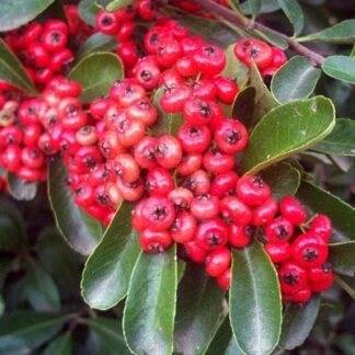 Pyracantha coccinea 'Red Column'