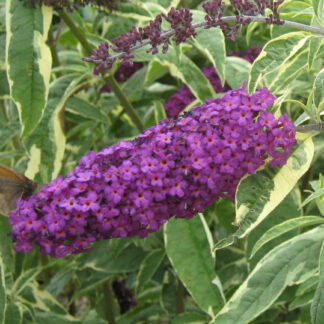 Buddleja davidii 'Harlequin'