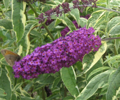 Buddleja davidii 'Harlequin'