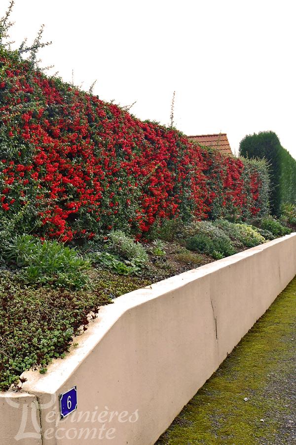 pyracantha-red-column-