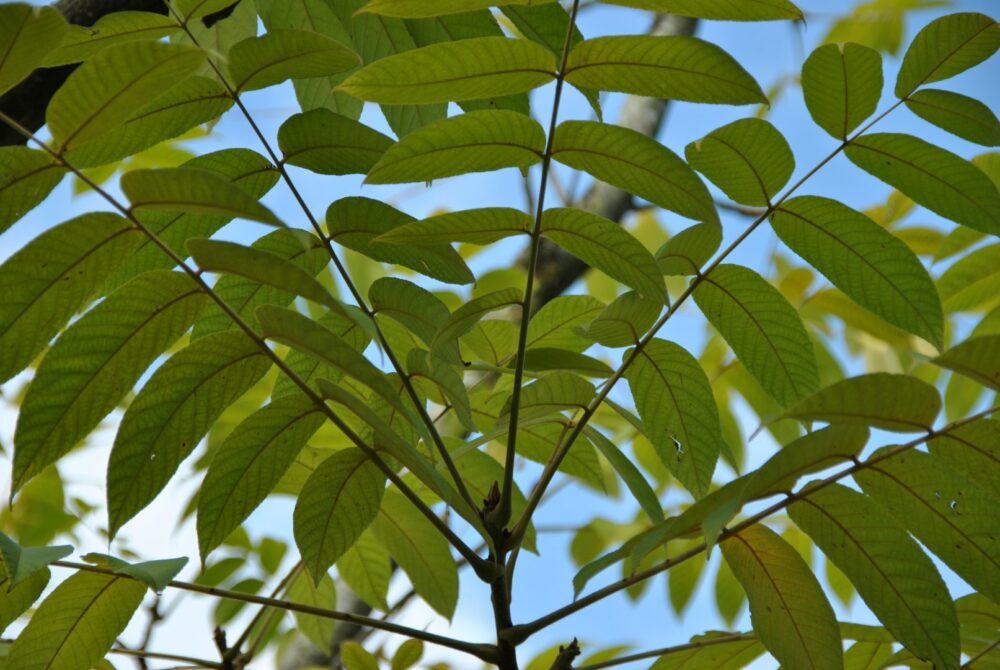 juglans-ailantifolia-blad