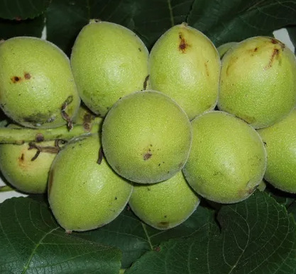 juglans ailantifolia vrucht