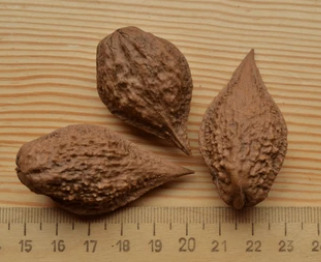 Juglans ailantifolia var. cordiformis