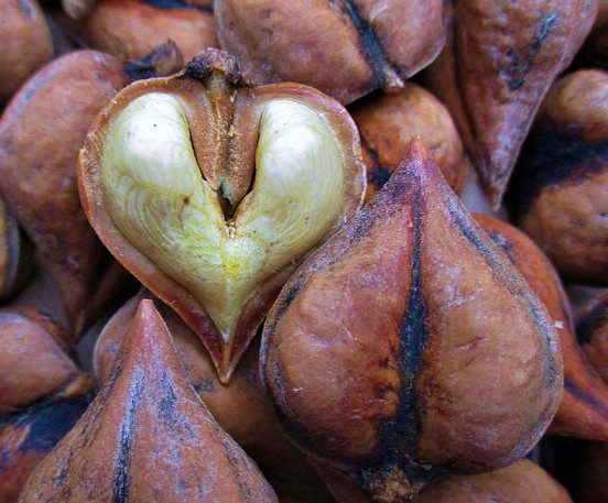 juglans ailiantifolia cordiformis vrucht Juglans ailantifolia var. cordiformis