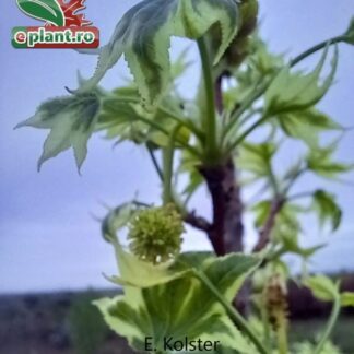 Liquidambar styraciflau 'Silver King'