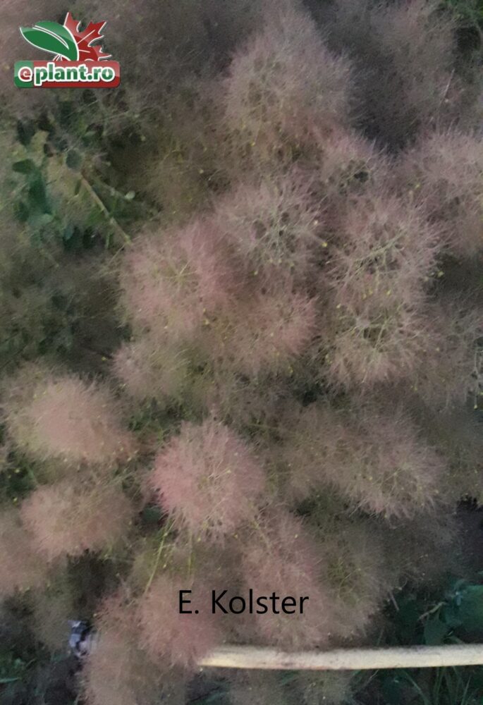 Cotinus cogg. Young Lady plantmetbloem 2